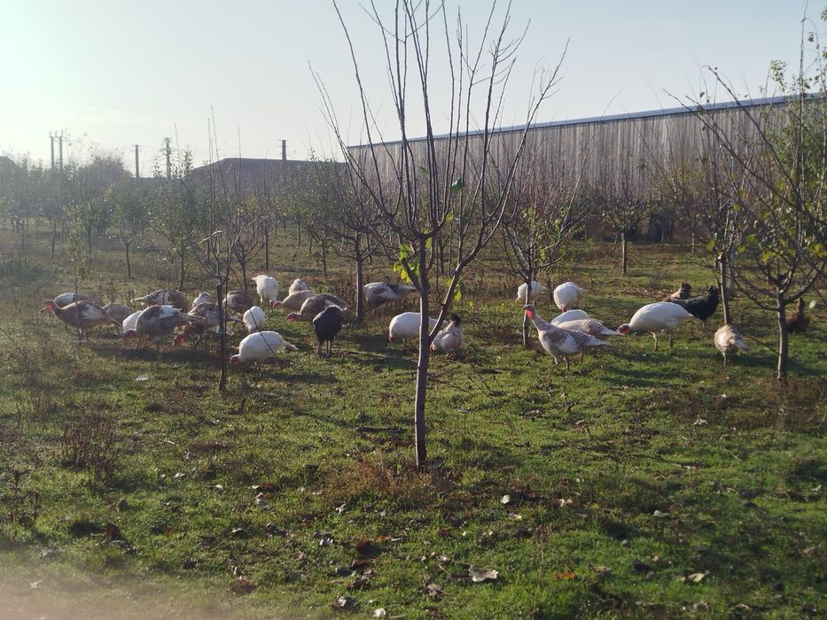 Curci și curcani de vânzare