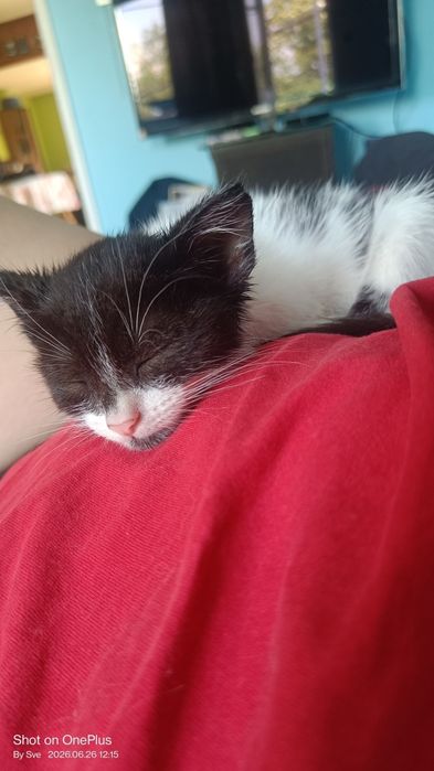 Коте търси любящ дом