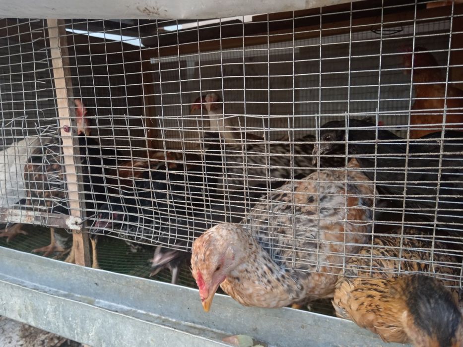 Tovuq 5 oylik sotiladi