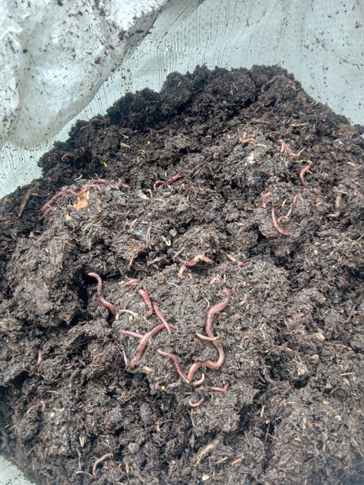 Биогумус отличного качества