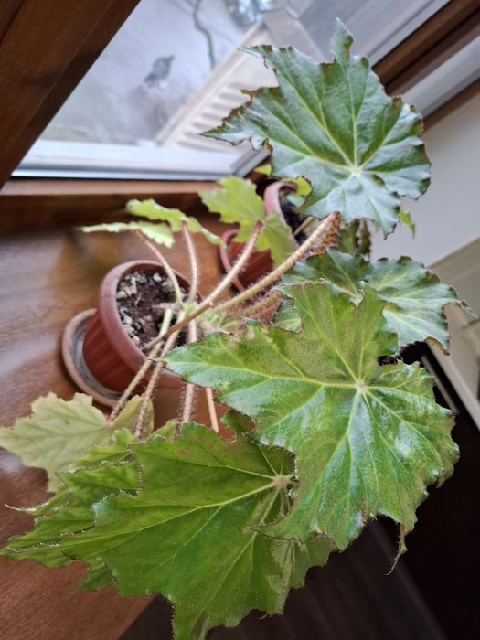 Бегония комнатные растения