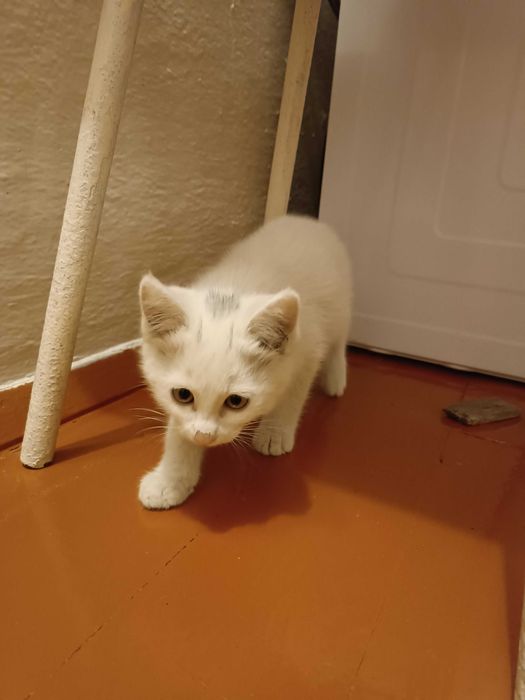 Котят в добрые руки
