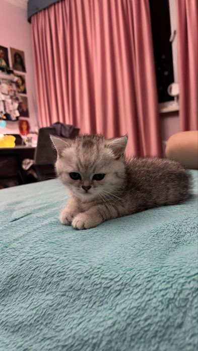 породистый котенок