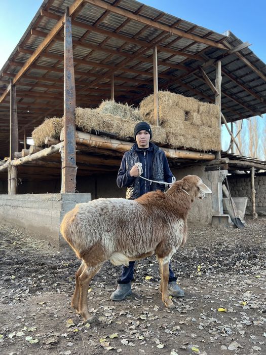 Гисар тұқымды қошқар 230000 келісімі бар