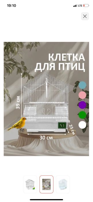 Продам попугая молодой