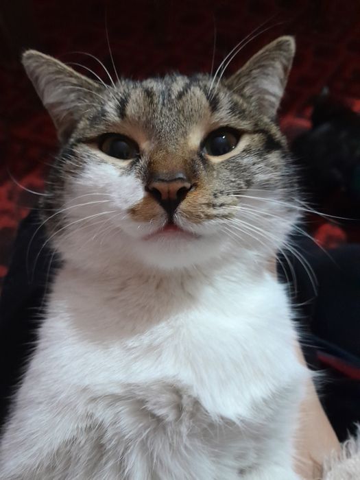 Отдаём котов даром.