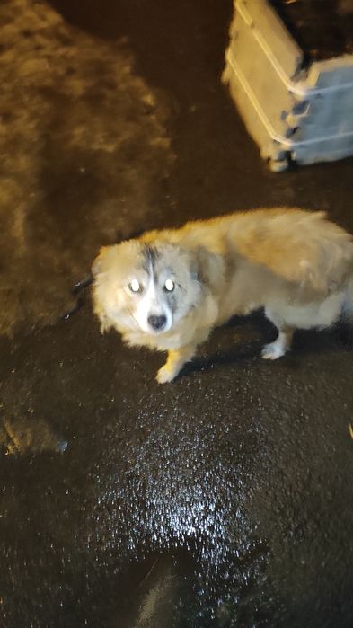 Собака была с ошейником