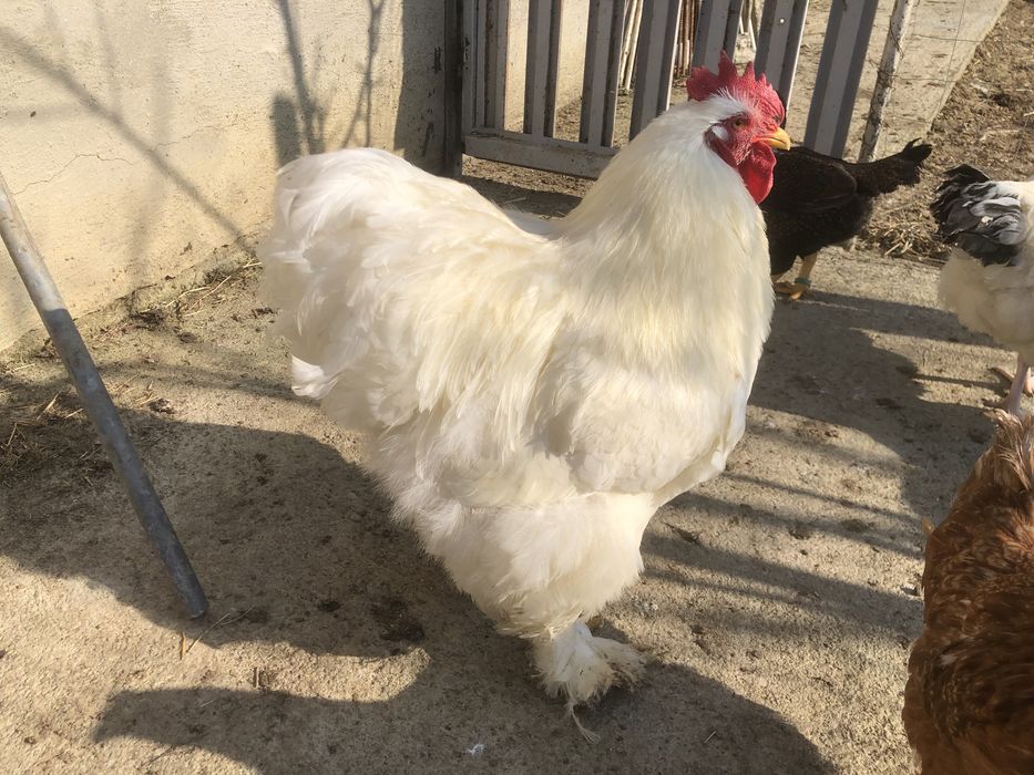 Oferta Oua pentru incubat rase deosebite