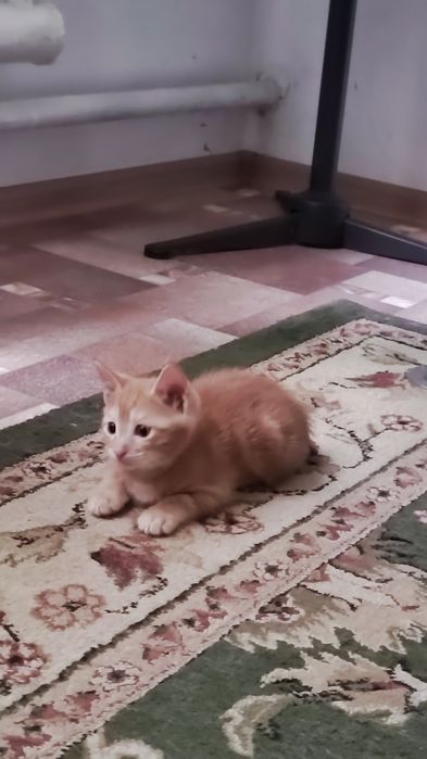 Котята район Бозарык