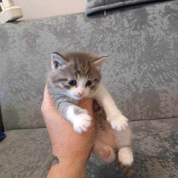 Отдам котят в добрые руки