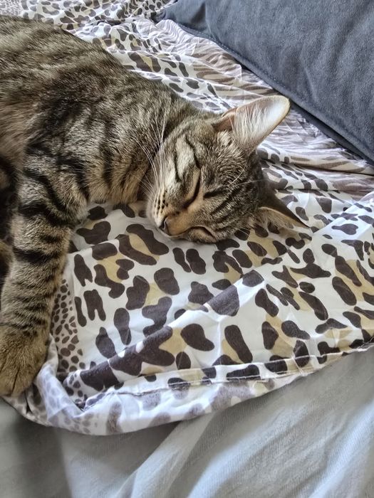 Отдам котёнка ориентальный фенотип
