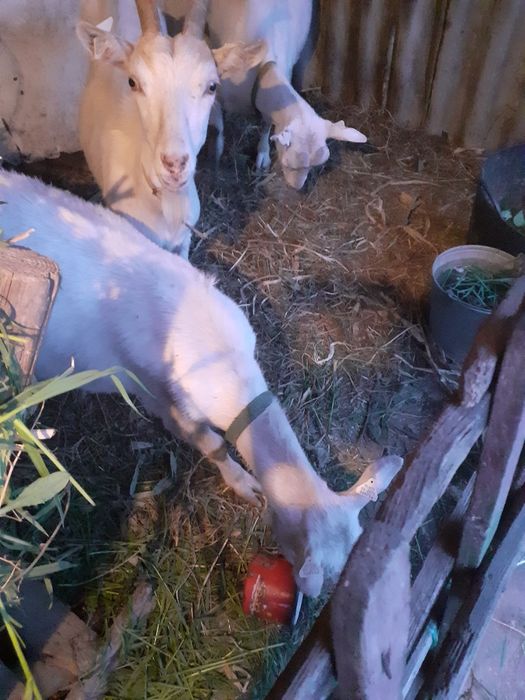 Capre sannen cu lapte fără miros