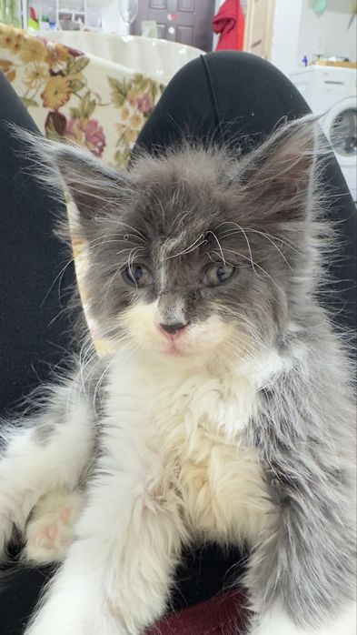 Котенок мальчик,  мама Мейн кун