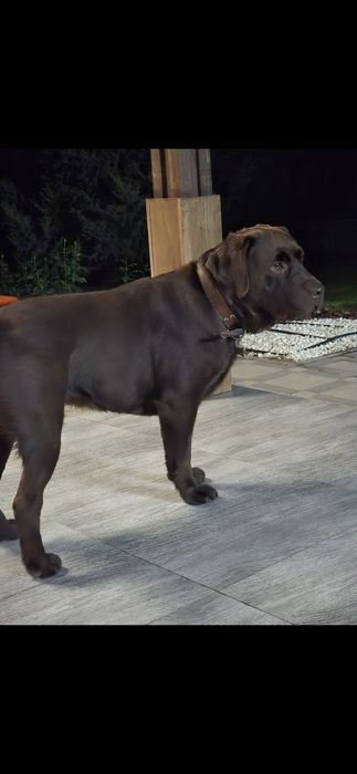 Лабрадор.  Ищем девочку для случки.