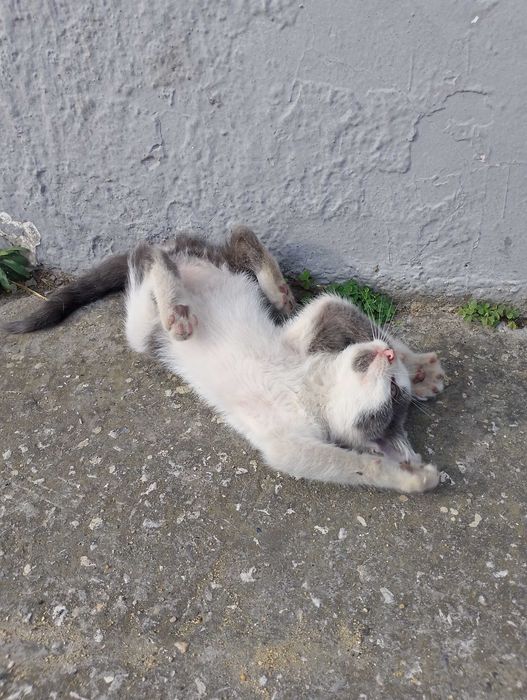 Подарявам малки котета