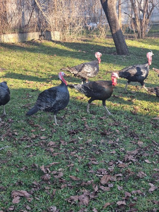 Curcani țărănești de vânzare