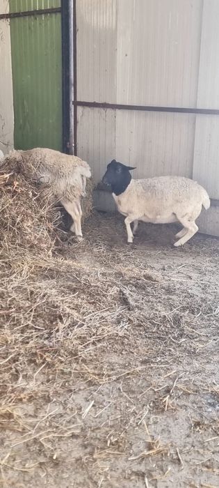 Mielute Dorper de vanzare