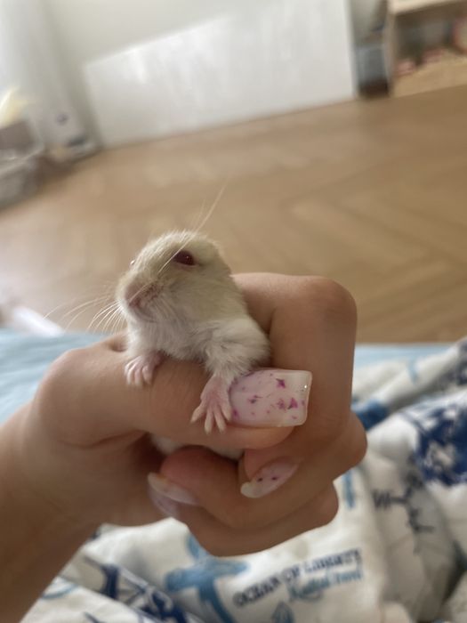 Хомяк джунгарик маленький