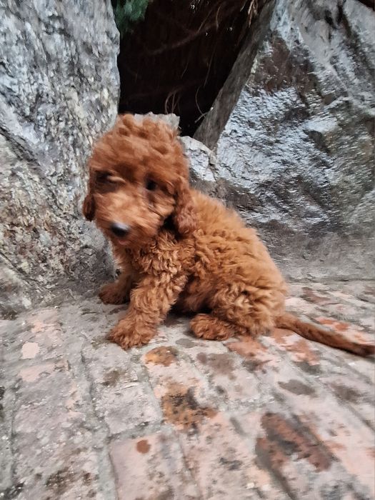 Pudel/Caniche mascul
