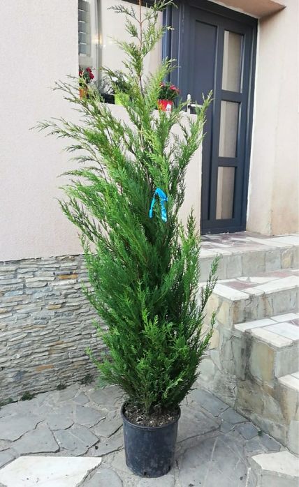 Leylandii chipaross 1,50 2m 2,50 3m