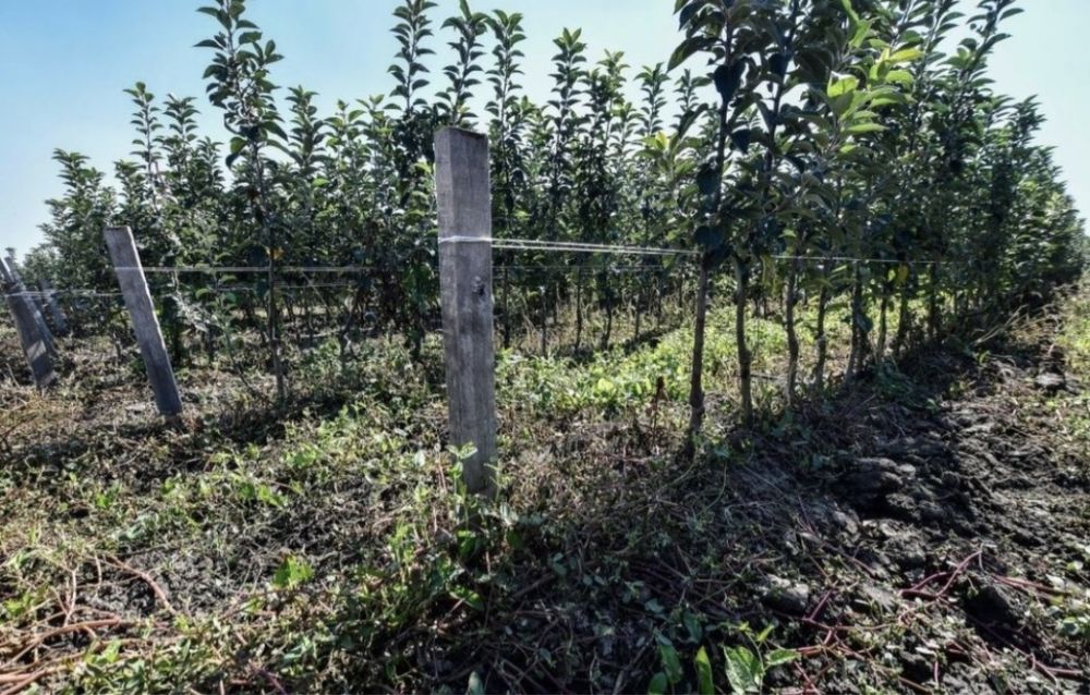 Яблони 5 летки местные