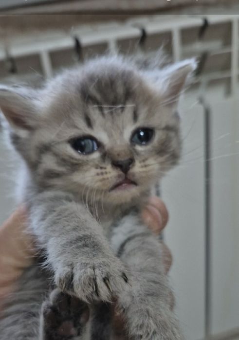 Котята 1.5 месяца