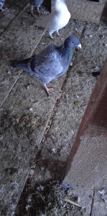 Porumbeii de vânzare