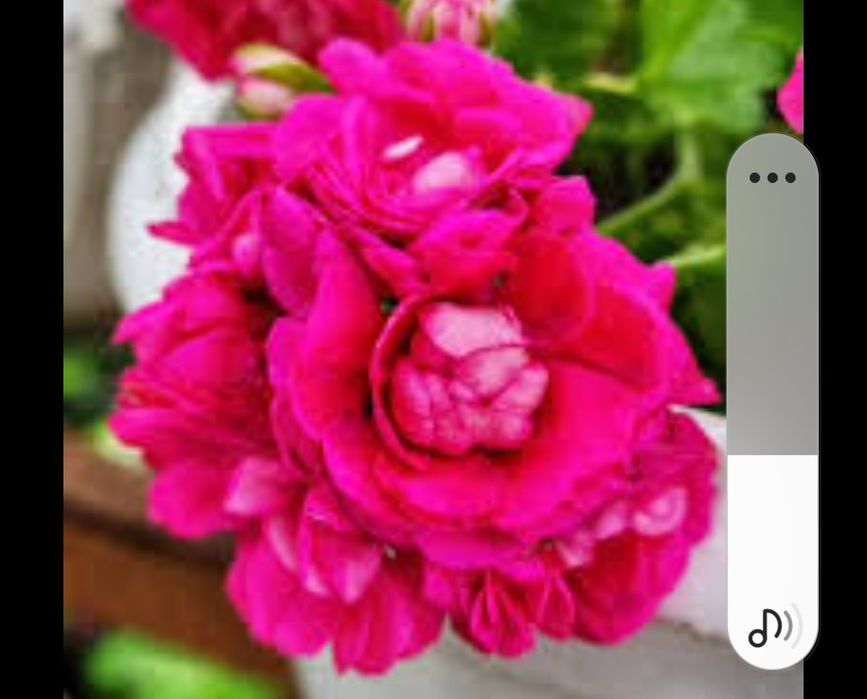 Продавам сортови пеларгонии