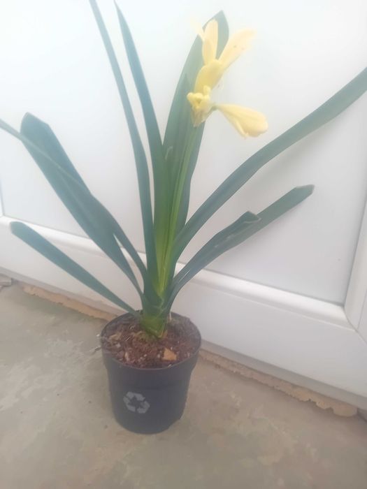 Жълта кливия 2 бр