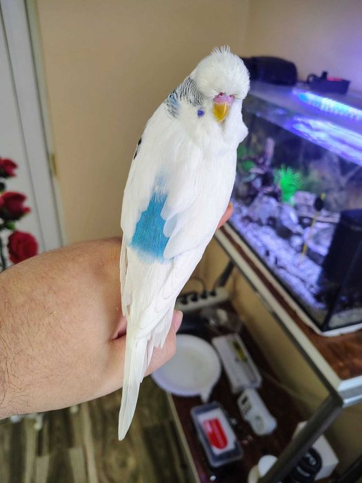 Vand mascul foarte bland perus standard alb cu albastru