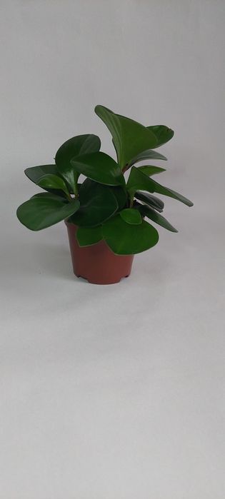 Продам комнатные растения