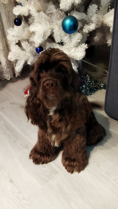 Вязка американского коке спаниеля.