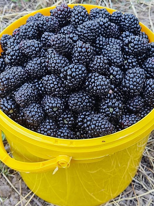 Ежевика Блэк джем