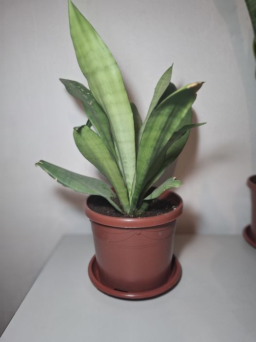 Продаются комнатные растения Сансевиерия