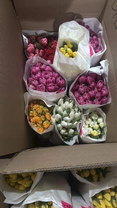 Продаю тюльпаны по 350 тенге