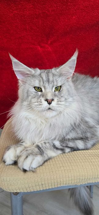 Котенца мейн кун