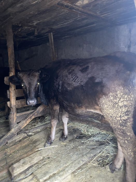 Продам коров цена от 800до 1м