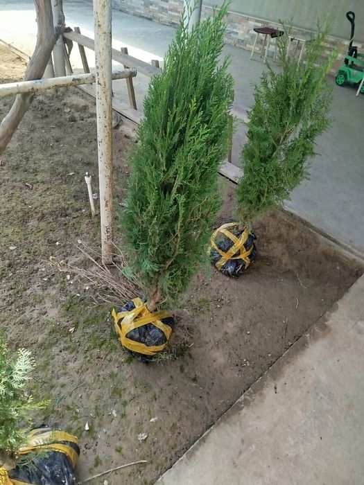 Archa kitob,Ельки книга,Арча китоб