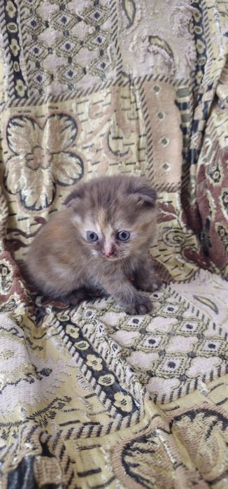 Скоттиш фолд девочка