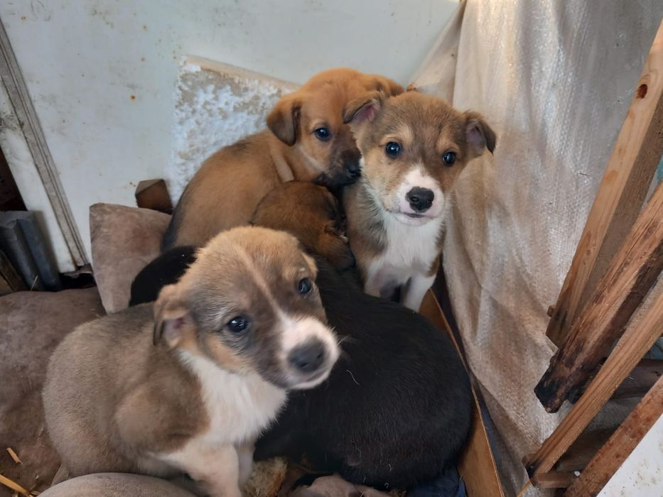 Catei pentru adoptie