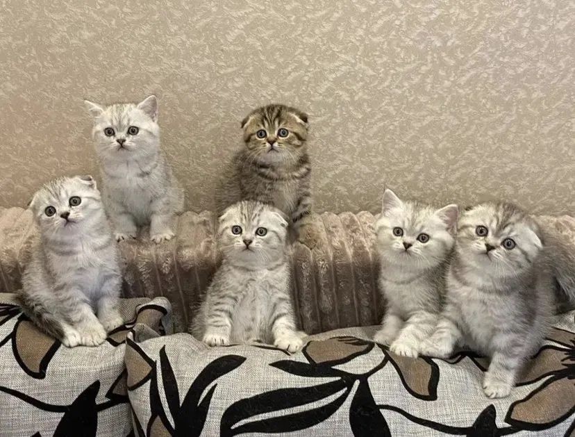 Хорошенькие Котята