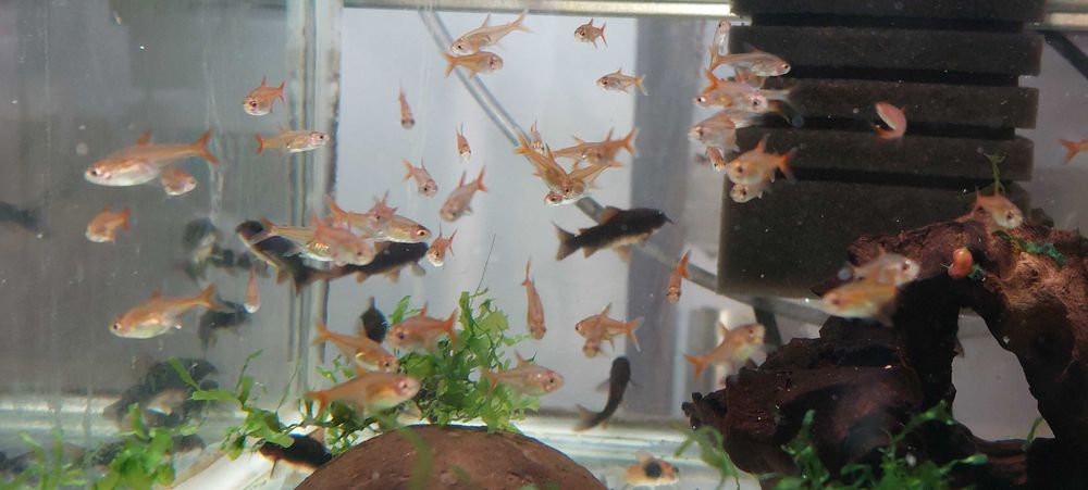 Vietuitoare si plante de acvariu