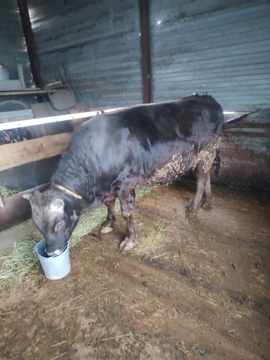 Продам быка стойт на откорме