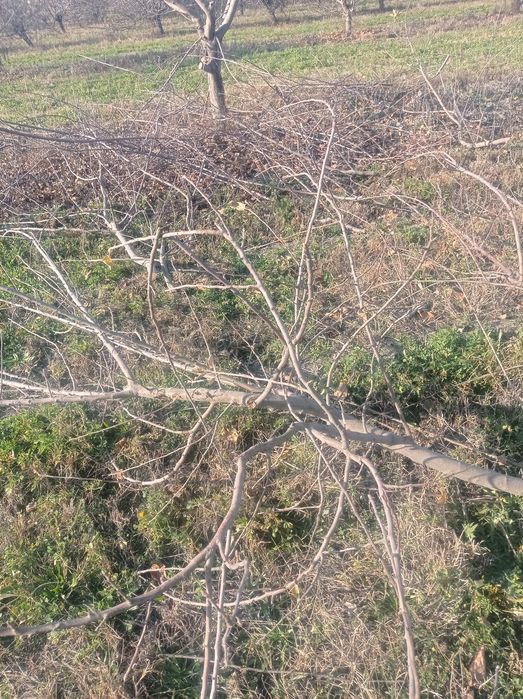 Дрова Утин сотилади богланган бир боги 10 Минг сум