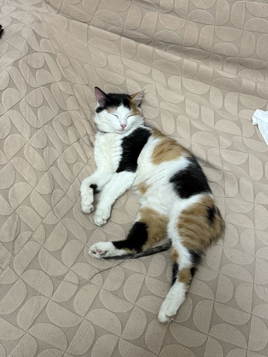 Отдам котенка, со всем нужным для содержания