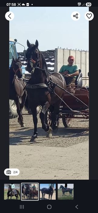 Vand cal metis de Nonius cu Frizian