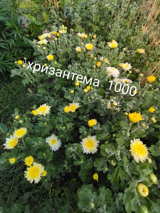 Продам цветы многолетний