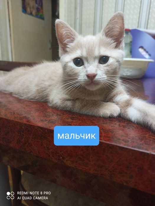 Срочно отдам котят в хорошие руки.