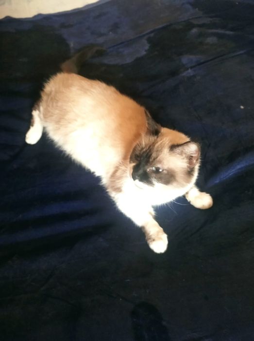 Кошки в добрые руки