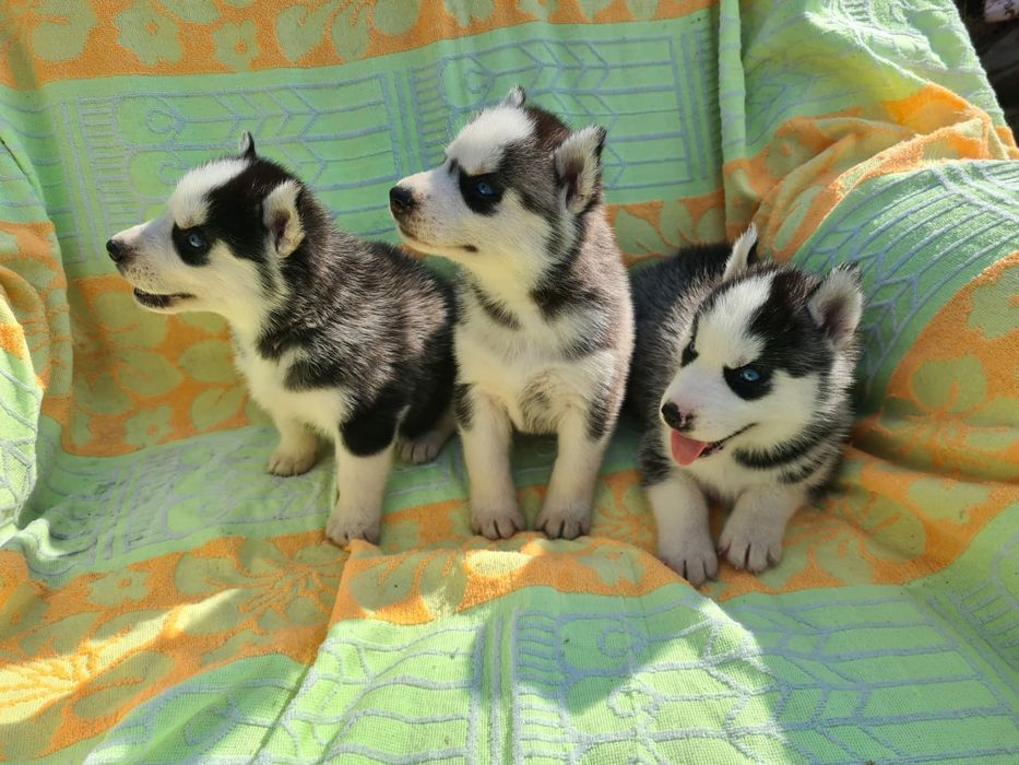 Продам щенков сибирский хаски